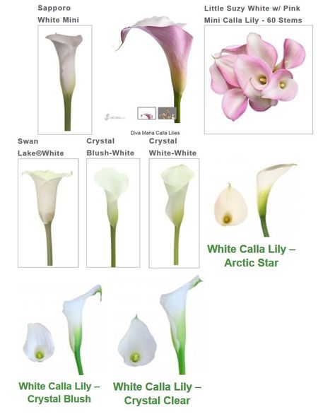 Mini Callas page 4 Flower Charts, White Calla Lily, Yard Plants, Mini Calla Lilies, Flower Chart, Calla Lily Flowers, Wedding Vows Renewal, Flower Guide, Wedding Vow