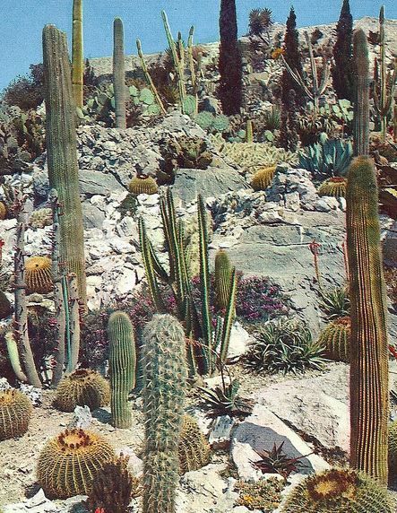 CACTI Sandy Desert, Types Of Cactus, Desert Aesthetic, Orange Moon, Desert Landscapes, Plants Are Friends, Desert Life, Desert Vibes, Desert Garden