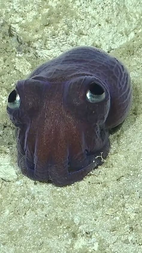 Quite an interesting encounter with what appears to be a stubby squid?!? They are usually seen in colder waters, known mostly in the northern Pacific Ocean, so we were not expecting this in the Caribbean, during the #DiagnosingDeepCoral expedition! From our friends at @nautiluslive: “The stubby squid (Rossia pacifica) looks like a cross between an octopus and squid, but is more closely related to cuttlefish. This species spends life on the seafloor, activating a sticky mucus jacket and burrowin Stubby Squid, Types Of Squid, Bigfin Squid, Adorabilis Octopus, Humboldt Squid, Pacific Ocean, The Caribbean, Octopus, Cold Water