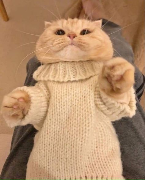 Adorable Kittens Funny, Pet Sweater, Cat Dresses, Cat Person, Cat Aesthetic, Crochet Cat, Cute Cats And Dogs, Cat Clothes, Cats Meow