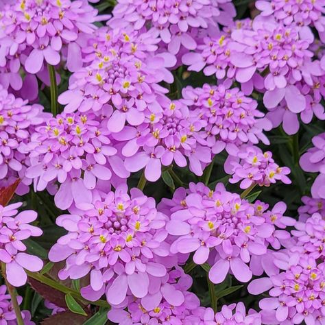 Iberis Mermaid Lavender Candytuft - Sugar Creek Gardens Iberis Flower, Candytuft Flower, Perennial Border, Lavender Plant, Garden Edging, Lilac Flowers, Plant Flower, Garden Stuff, St Louis Missouri