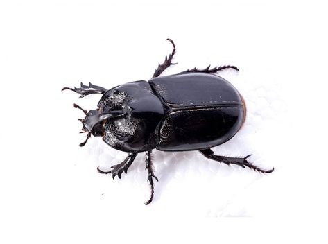 Top view of black beetle on white backgr... | Free Photo #Freepik #freephoto #bug #fauna #wildlife #insect Black Beetle, Cedar Oil, Bug Collection, Beetles, Top View, Free Photo, Reaction Pictures, Dankest Memes, Free Photos