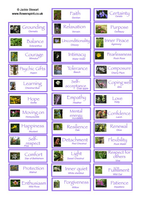 Bach Flower Remedies Chart, Bach Remedies, Flower Medicine, Flower Essences Remedies, Water Violet, Grabovoi Numbers, Bach Flowers, Flower Remedies, Bach Flower Remedies