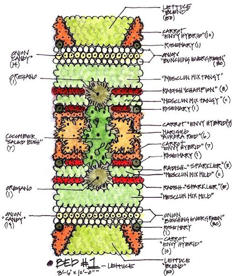 LETTUCE BED Biointensive Gardening, Square Foot Gardening Layout, Companion Gardening, Garden Companion Planting, Vegetable Beds Raised, Vegetable Garden Raised Beds, Garden Layout Vegetable, Vegetable Garden Planning, Garden Plan