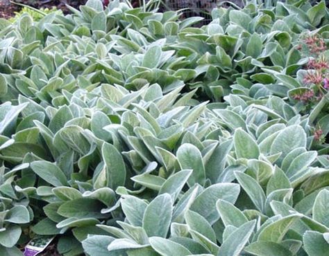 Lamb’s ear (Stachys byzantina) is desired for its fuzzy gray-green leaves. Its spiky, pink or purple flowers appear in summer.  Use this member of the mint family as a groundcover in a sunny area, perhaps in a rock garden or a children’s garden (children tend to like the plant because of its fuzzy leaves). Plant in well-drained soil, and avoid getting water on the leaves, especially in the afternoon. This might cause rot problems. Stachys Byzantina, Color Kitchen, Lamb's Ear, Plant Images, Lambs Ear, Color Paint, White Gardens, Perennial Garden, Flowers Perennials