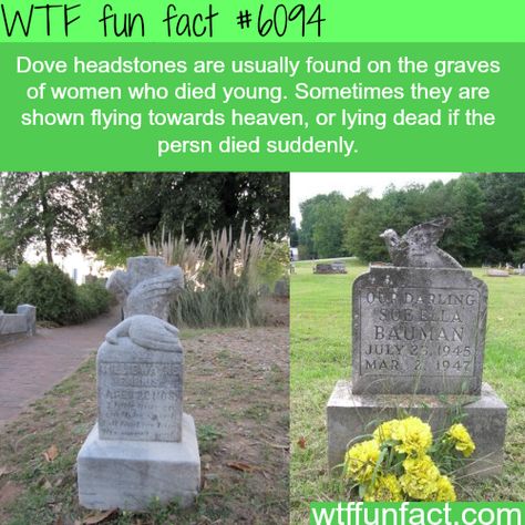 WTF Facts : funny, interesting & weird facts Random Fun Facts, What The Fact, Bizarre Facts, Get Educated, The More You Know, Things To Know, Funny Facts, Your Head, Mind Blown