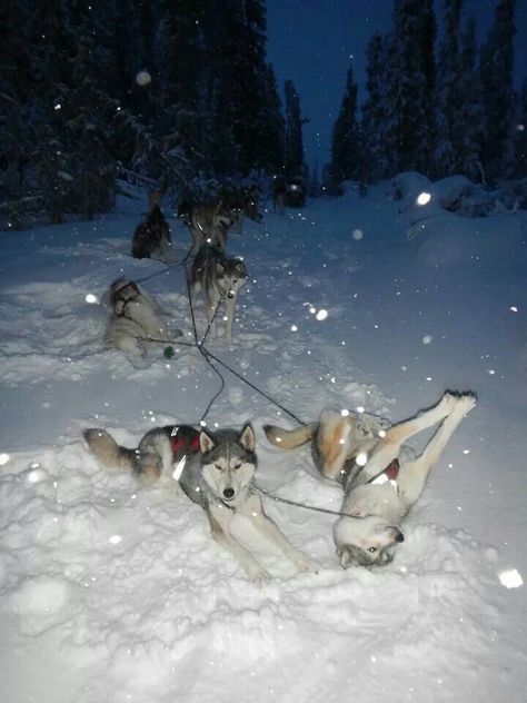 Snow Dogs, Pretty Animals, Dog Sledding, Silly Animals, Cute Animal Photos, Siberian Husky, Animal Photo, Sled, Cute Little Animals