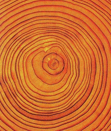 Soyut Sanat Tabloları, Trending Pins, Orange You Glad, Tree Rings, Orange Aesthetic, Tree Photography, Orange Tree, Orange Crush, Orange Is The New Black