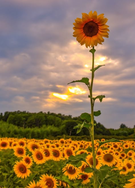 Last summer while in northern Michigan, gallivanting about the most beautiful sunflower fields I have ever seen....there it was. This beauty standing so tall and proud...out of the many hundreds of thousands of sunflowers at this farm, this one was in a class by itself! Sweet, little inspirational sunflower!!  **I offer prints on the following mediums: ready to hang 'lifelike' metal and canvis. I also offer Lustre finish gallery paper prints - FREE shipping on all domestic orders.Lustre paper pr Tall Sunflowers, Sunflower Landscape, Sunflower Tree, Sunflower Farm, Sunflower Photography, Michigan Photography, Flower Identification, Small Sunflower, Sunflowers And Daisies