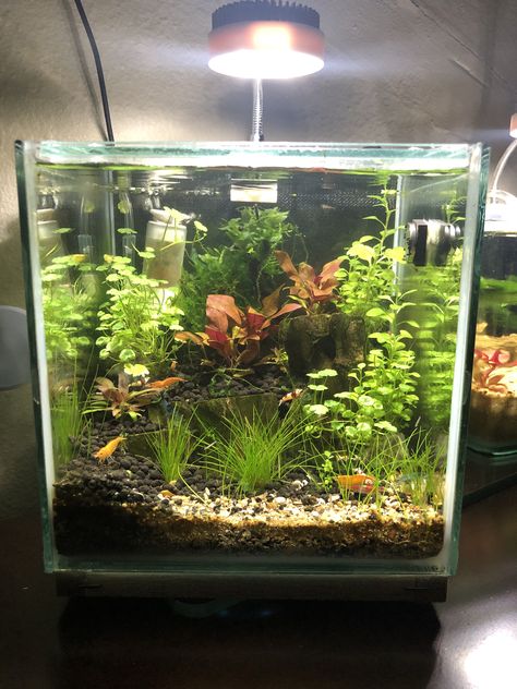 1 Gallon Aquascape, Betta Shrimp Tank, 3 Gallon Aquascape, Blue Shrimp Tank, Mini Shrimp Tank, 10 Gallon Shrimp Tank, Tall Tank Aquascape, 1 Gallon Fish Tank Ideas, Gosh Tank Ideas