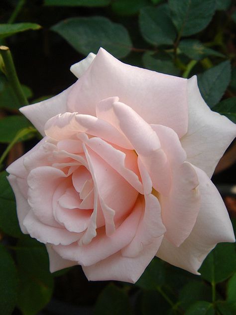 Pink Hybrid Tea Rose Pink Tea Rose, Hybrid Tea Rose, Asian Garden, Pink Tea, Growing Roses, Hybrid Tea Roses, Pretty Roses, Tea Rose, Beautiful Rose Flowers