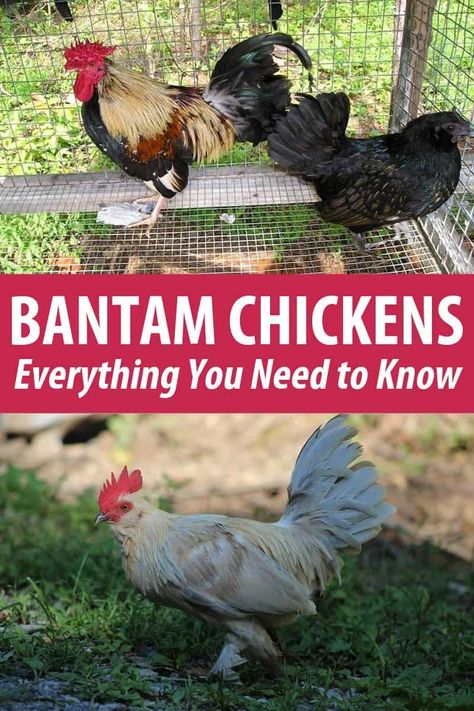 Hen Breeds, Pet Chickens Breeds, Serama Chicken, Bantam Chicken Breeds, Cochin Chickens, Food For Chickens, Funny Pet Costumes, Chicken Facts, Cheap Chicken Coops