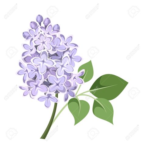 Lilac Bushes, Flowers Vector, Scented Oil, Lilac Flowers, Scented Oils, Banner Printing, Flower Illustration, Featured Art, Free Vector Art