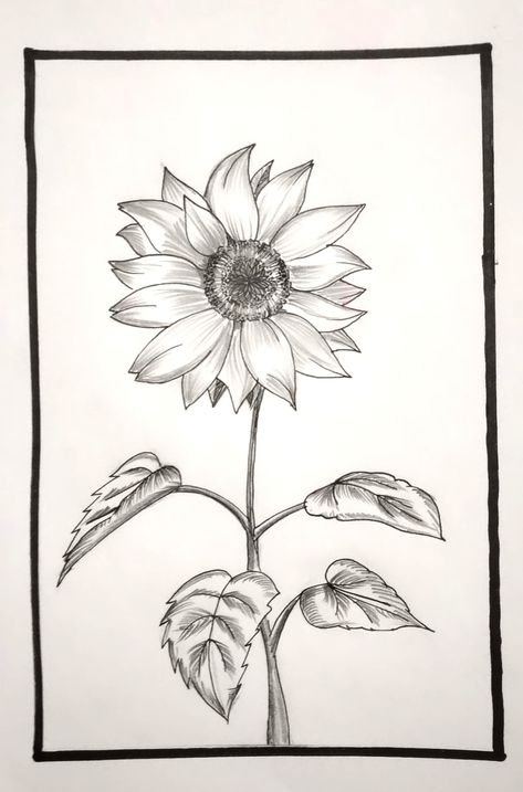 Sunflower Sketch Aesthetic, Sunflower Sketch Pencil, Natural Motif Drawing, Sunflower Drawing Pencil, Rose Flowers Drawing, Pocket Watch Drawing, Sunflower Sketch, Decoration Craft Ideas, Sketch Rose