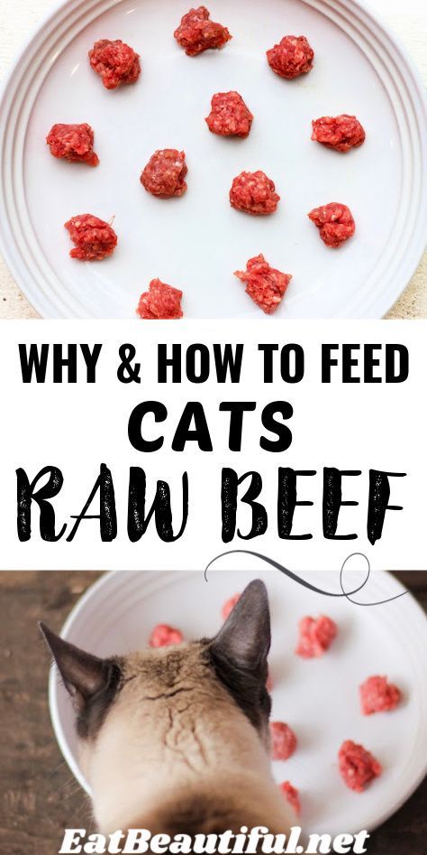 Why We Started Feeding Our Cats Raw Beef shares why you, too, might want to make the switch to raw meat. No, you don't need to do anything labor intensive, like buy a meat grinder. It's EASY and affordable (less than $2 a day!). | Eat Beautiful | cat food | health | raw | raw beef | diet | how to feed | DIY || #cat #food #raw #beef #DIY #diet Homemade Raw Cat Food, Raw Cat Food Diet, Diy Cat Food, Healthy Cat Food, Raw Beef, Eat Beautiful, Raw Cat Food Recipes, Homemade Cat Food, Raw Pet Food