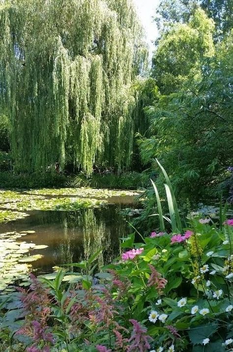 Irl Backgrounds, Art Headpiece, Ethereal Garden, Aesthetic Landscape, Weeping Willow Tree, Painting References, Future Garden, Pretty Nature, Ethereal Aesthetic