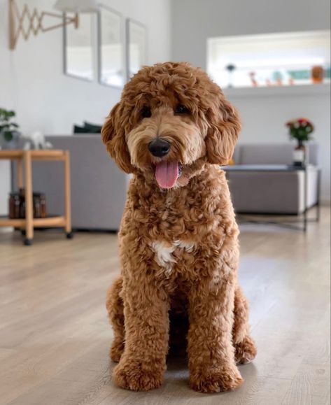 Fluffy Goldendoodle Haircut, Dog Haircuts Goldendoodle, Medium Doodle Dog, Golden Doodle Puppy Haircut Teddy Bears, Labradoodle Teddy Bear Haircut, Mini Goodlendoodle Haircut, Micro Goldendoodle Haircuts, Golden Doodle Medium Size, Mini Goldendoodle Full Grown Haircut