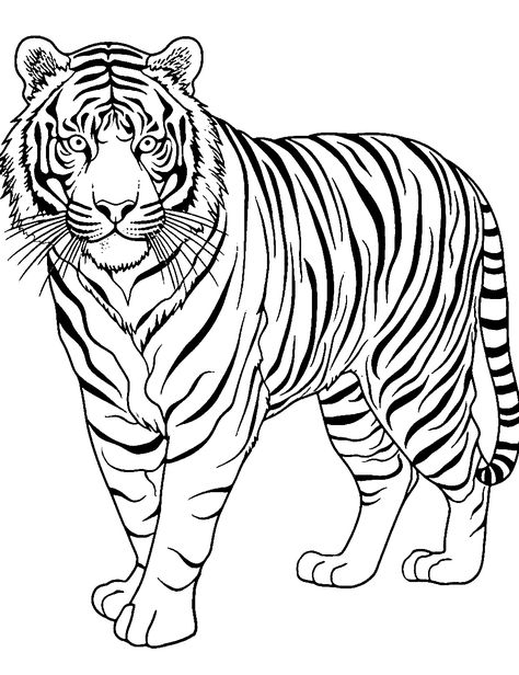 Tiger Coloring Pages, Tiger Outline, Princess And Unicorn, Tiger Coloring, Monster Truck Coloring Pages, Lion Coloring Pages, Mothers Day Coloring Pages, Elephant Coloring Page, Sumatran Tiger