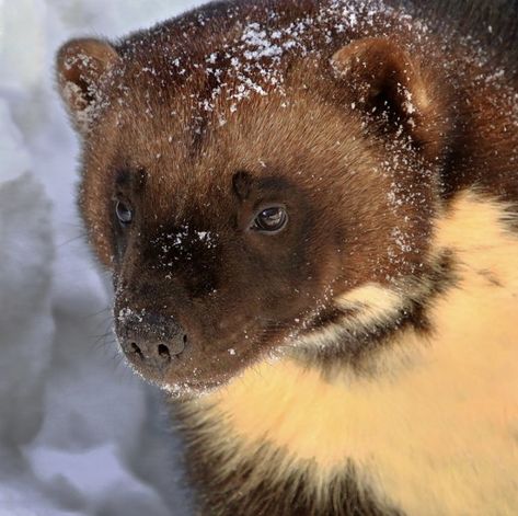 Wolverine Animal Aesthetic, Wolverine Fursona, Wolverines Animal, Wolverine Animal, Snow Animals, Wolf Images, Lots Of Cats, Pretty Animals, Silly Animals