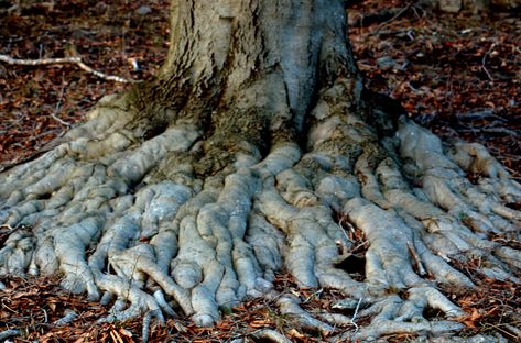 In homes built on slabs, tree roots can grow along the underside of the slab and up and into toilet drains. Fix the problem by following these steps. Kill Tree Roots, Exposed Tree Roots, Backyard Trees Landscaping, Advice From A Tree, Evergreen Tree Tattoo, Colorado Gardening, Medical Horror, Privacy Hedges, Gardening Pictures