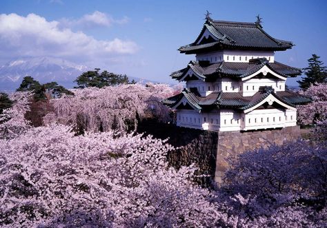 Hirosaki Castle in Japan Tohoku Japan, Aomori Japan, Japan Cherry Blossom, Cherry Blossom Japan, Japanese Castle, Hokkaido Japan, Cherry Blossom Festival, Cherry Blossom Season, Aomori