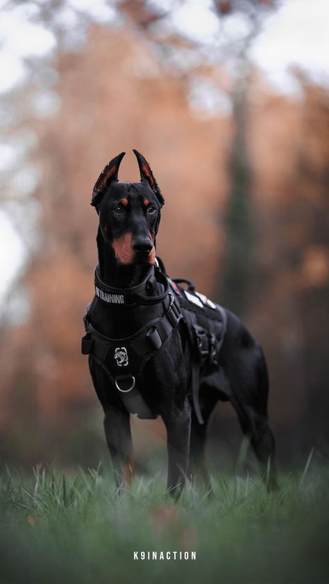 Doberman tactical vest photoshoot in the forest during autumn Vest Photoshoot, Doberman Photoshoot, Black Doberman Pinscher, Photoshoot In Forest, European Doberman, Black Doberman, Doberman Love, Doberman Pinscher Dog, Scary Dogs