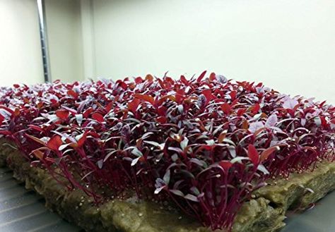 25000 Microgreens Seeds Red Amaranth -- Want to know more, click on the image. Microgreens Salad, Lettuce Seeds, Growing Microgreens, Vegetable Plants, Survival Gardening, Heirloom Vegetables, Garnet Red, Heirloom Seeds, Amaranth