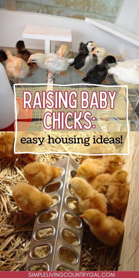 Ready to give your chicks and ducklings a cozy start in life? Learn how to make a comfortable, secure home for them with just a few basic supplies. See how easy it is to get started! Caring For Baby Chicks, Brooder Box Ideas Diy Baby Chicks, Baby Chick Brooder, Galvanized Stock Tank, Raising Baby Chicks, Chick Brooder, Brooder Box, Baby Chicks Raising, Raising Chicks