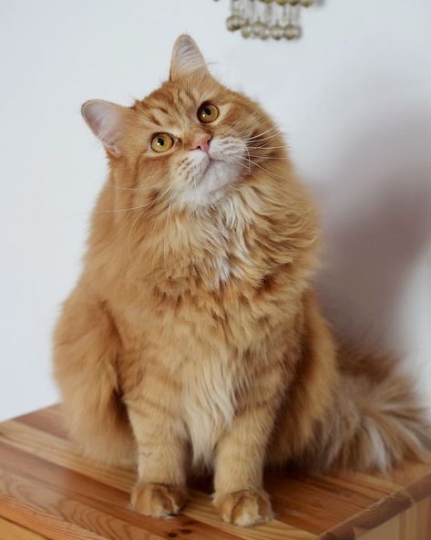 Fluffy Ginger Cat, Cat Siberian, Alaska Dog, Siberian Forest Cat, Quiet Cat, Siberian Forest, Red Cats, Cat Orange, Beauty And Grace