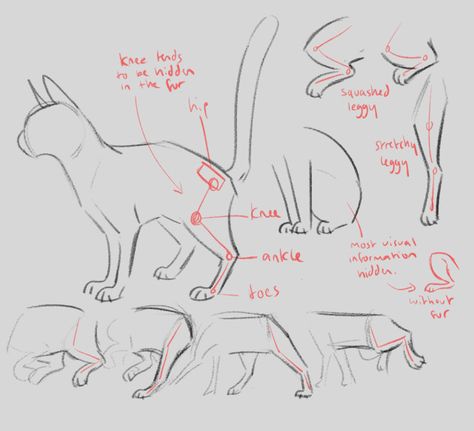 Cat Anatomy Drawing, Feline Reference, Legs Tutorial, Feline Anatomy, Toon Boom, Draw Cats, Adorable Baby Animals, Draw A Cat, Adoption Photos