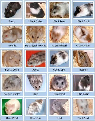 Hamster Types, Rat Fursona, Hamster Colors, Campbell Hamster, Hamster Diys, Hamster Aesthetic, Kandang Hamster, Hamster Breeds, Hamster Diy