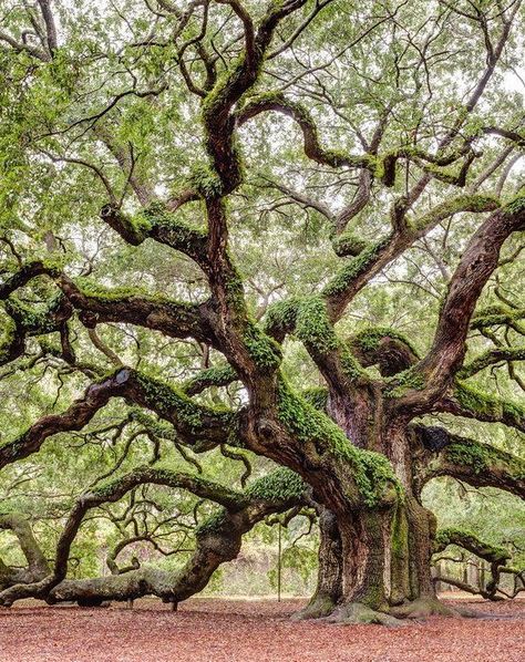 Live Oak Tree, Angel Oak Trees, Weird Trees, Angel Oak, Magical Tree, Old Tree, Old Trees, Live Oak, Tree Photography