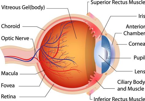 Can you name the parts of the eye? Do you know how each part helps you see? Learn more at http://www.nei.nih.gov/health/eyediagram/. You’ll find an interactive diagram that can help clear up the mystery of the eye. Diagram Of The Eye, Human Eye Diagram, Eye Structure, Eye Anatomy, Optic Nerve, Eye Parts, Parts Of The Eye, Eyes Problems, Human Eye