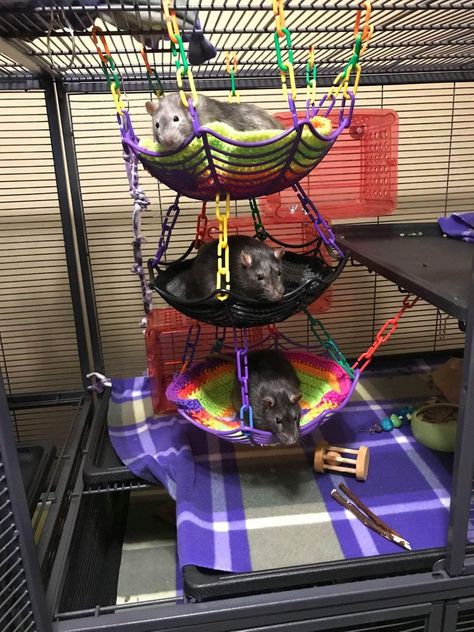 Diy Rat Climbing Toys, Dollar Store Rat Cage Accessories, Rat Enclosure Diy, Pet Rats Cages Diy, Rat Room Ideas, Halloween Rat Cage, Rat Cages Ideas, Diy Rat Cage Accessories Homemade, Pet Rat Cages Ideas