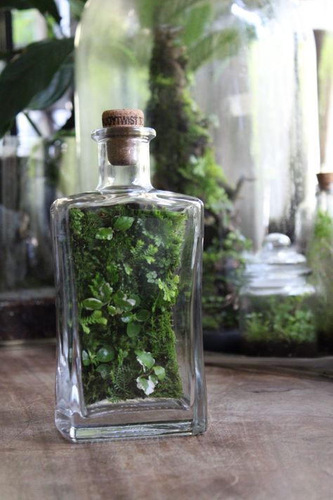 Moss Garden Terrarium, Plant Terrarium Ideas, Terrarium Ideas Unique, Terrariums Ideas, Moss Ideas, Moss Carpet, Closed Terrarium Plants, Vine Bottle, Moss Frame