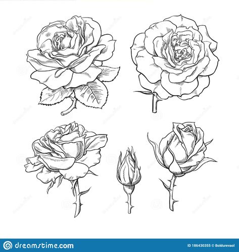 Rose Flowers Set. Stages Of Rose Blooming From Closed Bud To Fully Open Flower. Hand Drawn Sketch Style Stock Vector - Illustration of closed, black: 186430355 Flower Stages Tattoo, Blooming Tattoo, Rose Bud Tattoo, Tattoo Circle, Bloom Tattoo, Rose Flower Tattoos, Rose Stencil, Rose Sketch, 달력 디자인