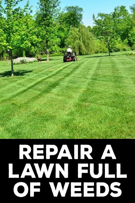 A lawn full of weeds can ruin the overall look of your house. It also makes it difficult for children to play and roam around freely. Instead of changing the grass, which can be a costly option, you can repair your existing lawn. Here are some ways to repair a lawn full of weeds: 1. Weed Control 2. Soil Testing 3. Raking and Mowing 4. Overseeding 5. Watering 6. Fertilizing 7. Mowing Frequently  #lawnmaintenance #weedsinlawn #nopesticides  You Can Also Check This Out to https://diyquickly.com/how Killing Weeds In Lawn, Fall Lawn Maintenance, Yard Hacks, Grass Seed Mat, Best Grass Seed, Paradise House, Lawn Repair, Landscape Ideas Front Yard Curb Appeal, Dream Garden Backyards