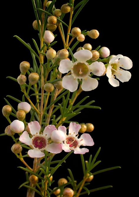 Geraldton Wax Flower, Australian Native Garden, Australian Wildflowers, Wax Flower, Australian Flowers, Australian Native Flowers, Australian Plants, Australian Garden, Australian Native Plants