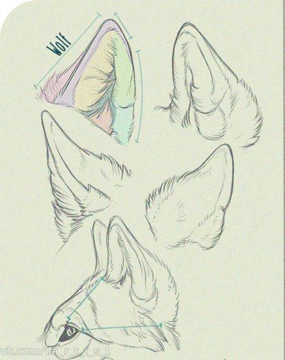 Wolf Hat Drawing, Wolf Ear Reference, How To Draw Wolf Ears On A Person, Fox Ears Reference, Kitsune Ears Drawing, How To Draw Fox Ears, How To Draw Wolf Ears, Fox Ears Drawing Reference, Animal Ears Reference