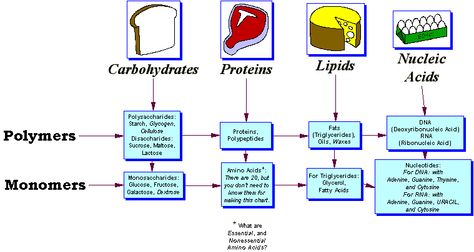 Dear teacher,        While I was looking for photos to describe monomers and polymers, I found that it was extremely difficult. That is why I am now asking politely if I could just use this image. It contains in itself pictures and descriptions for monomers and polymers.                                                  Your Student,                                                Mark Midzak P.S. The monomers and polymers of a lipid are triglycerides, and glycerol. General Biology, Biology Revision, College Preparation, Organic Molecules, Study Biology, 7th Grade Science, Nucleic Acid, Biology Notes, Lesson Planning