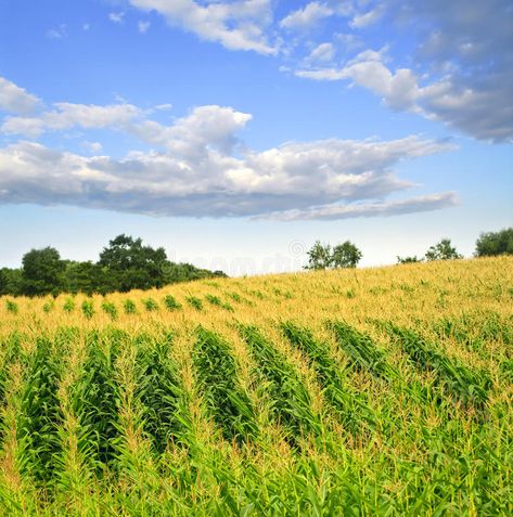 Midwest Landscape, Sustainable Farm, Musical Background, Burlington Iowa, Corn Fields, Iowa Farms, Canvas Art For Sale, Corn Field, Tuscan Landscaping