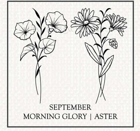 Morning Glory Aster Flower Tattoo, September And May Flower Tattoo, Drawing Of Morning Glory, Morning Glory Name Tattoo, Simple Morning Glory Flower Tattoo, Asters And Morning Glories Tattoo, Aster Tattoo Flower, Aster And Violet Flower Tattoo, Aster And Morning Glory Drawing