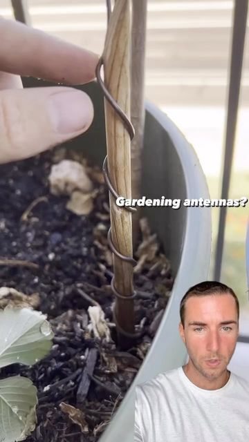 Copper Antenna For Garden, Electro Culture, Paleo Coffee, Backyard Garden Diy, Natural Farming, Growing Greens, Vegetable Garden Diy, Gardening Techniques, Garden Veggies