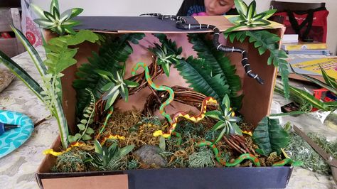 Snake diorama - most of the supplies came from the dollar tree. Tropical Rainforest Shoebox Projects, Diorama Tropical Rainforest, Shoebox Rainforest Project, Diy Rainforest Diorama, Tropical Rainforest Diorama Ideas, Rainforest Habitat Shoebox Project, Shoe Box Diorama Rainforest, Rainforest Diaroma Ideas, Rain Forest Projects For Kids