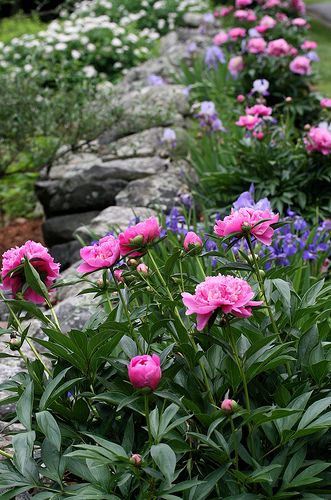 peony and iris border by Muffet, via Flickr-0-Idea for in front of the vegetable garden Iris Border, Have Inspiration, Colorful Roses, The Secret Garden, Plant Combinations, Garden Designs, Gorgeous Gardens, Garden Cottage, Pink Peonies