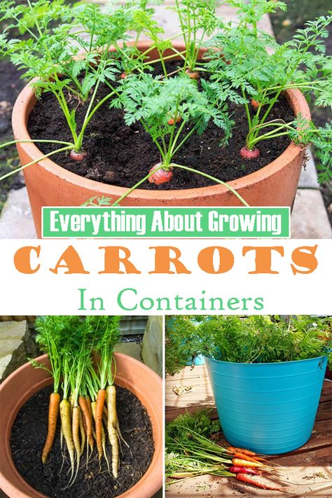 Learn how to grow carrots in pots. Growing carrots in containers is easy, and you can get a decent harvest of this sweet and crispy vegetable without having a garden! Growing Carrots In Containers, Grow Carrots, Giant Vegetable, How To Plant Carrots, Carrot Gardening, Growing Vegetables In Pots, Growing Carrots, Container Vegetables, Growing Strawberries