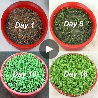 How To Grow Coriander At Home, Coriander Plant At Home, Grow Coriander At Home, How To Grow Coriander, Growing Coriander, Small Vegetable Gardens, Cash Crop, Fruit And Vegetable Carving, Vegetable Carving