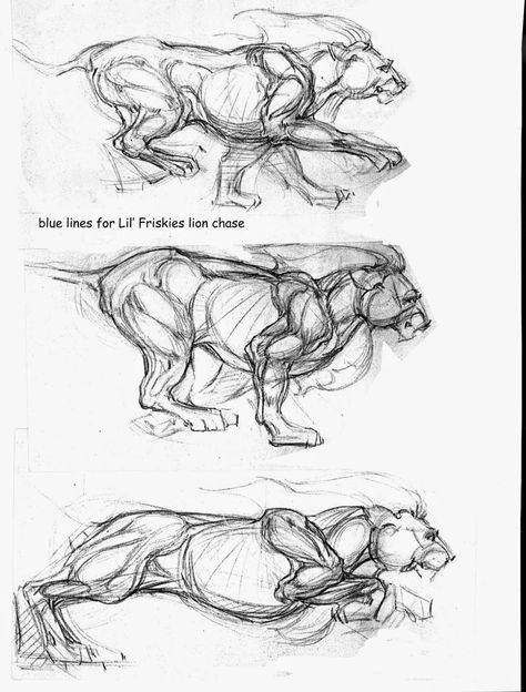 FULL CIRCLE - Old School to New School Drawing and Painting: Improve your drawing part 3 - Drawing Animals From Life Or Photos New School Drawing, Lion Anatomy, Feline Anatomy, Improve Your Drawing, Lion Sketch, School Drawing, Cat Anatomy, Drawing Animals, Animal Anatomy