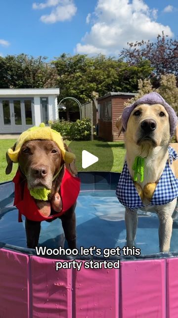 Good Boy Ollie 🐶 on Instagram: "What do you think of their pool outfits? 🤣🍠🥔" Good Boy Ollie, Pool Outfits, Precious Animals, Dog Funny, Good Boy, Animal Pics, Golden Retrievers, Yorkie, Animals And Pets