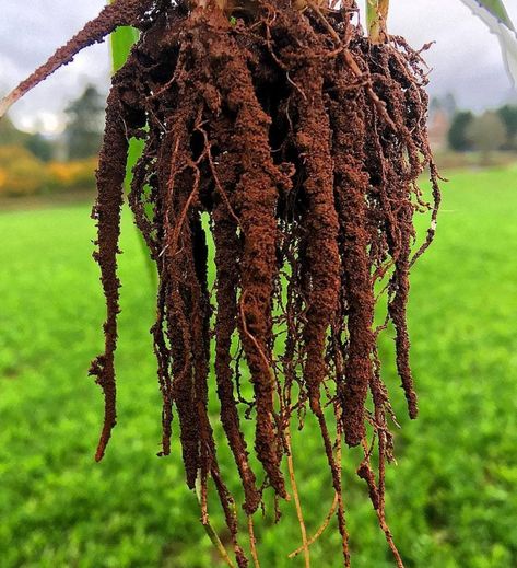 Most gardeners now understand that a healthy soil is critical to good plant growth and a successful garden. Many of you are also beginning to understand that it is the soil microbes that make healthy soil. Unfortunately, that has lead to a lot of myths about how microbes should be used. Companies are making this ... Read More Soil Microbes, Hydroponic Solution, Soil Science, Harvesting Garlic, Healthy Soil, Plant Science, Soil Improvement, Soil Health, Plant Roots